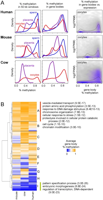 Gene methylation and expression in oocytes compared to placenta in mouse and cow.