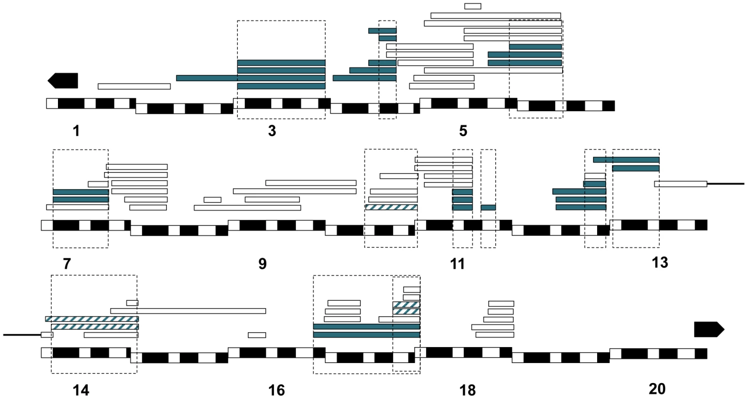 Mapping results from <i>mel/san</i> crosses.