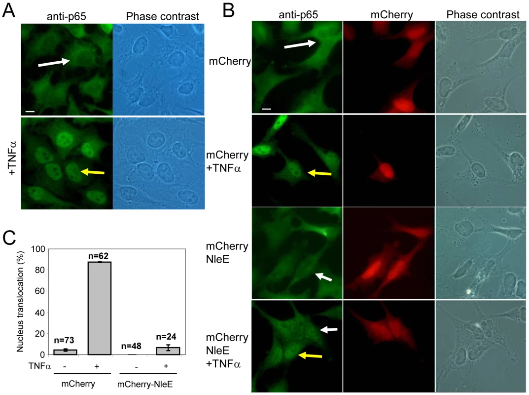 NleE is sufficient to block translocation of NF-κB to the nucleus.