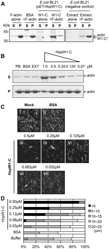 HopW1-C disrupts F-actin <i>in vitro</i>.