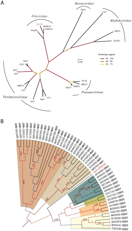 Phylogenetic analysis of LLOV.
