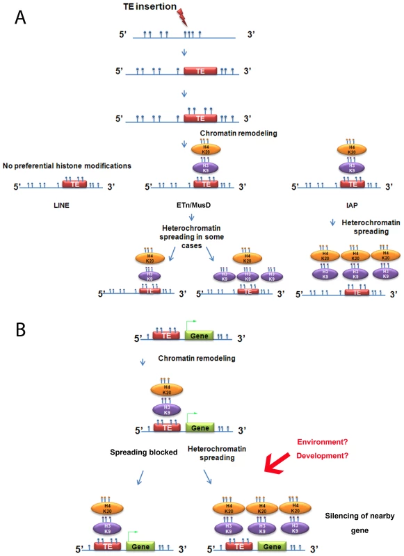 Summary of heterochromatin spreading due to transposable elements in mouse ES cell lines.