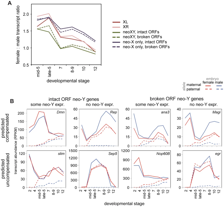 The neo-XY of <i>D. miranda</i> and the evolution of dosage compensation in the embryo.