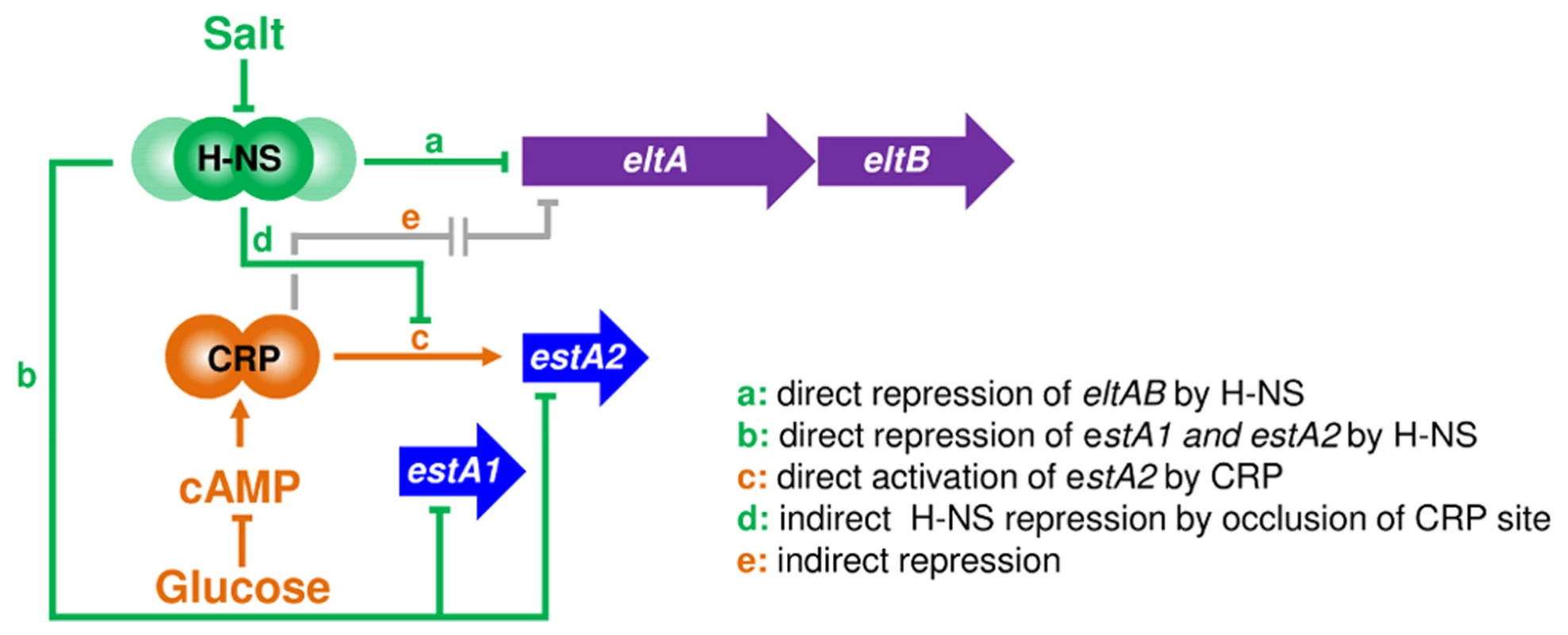 An osmo-metabolic gene regulatory circuit comprised of CRP and H-NS controls expression of LT and ST.