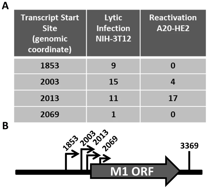 M1 transcript mapping identifies initiation and termination sites which result in a 1.3 and 1.5