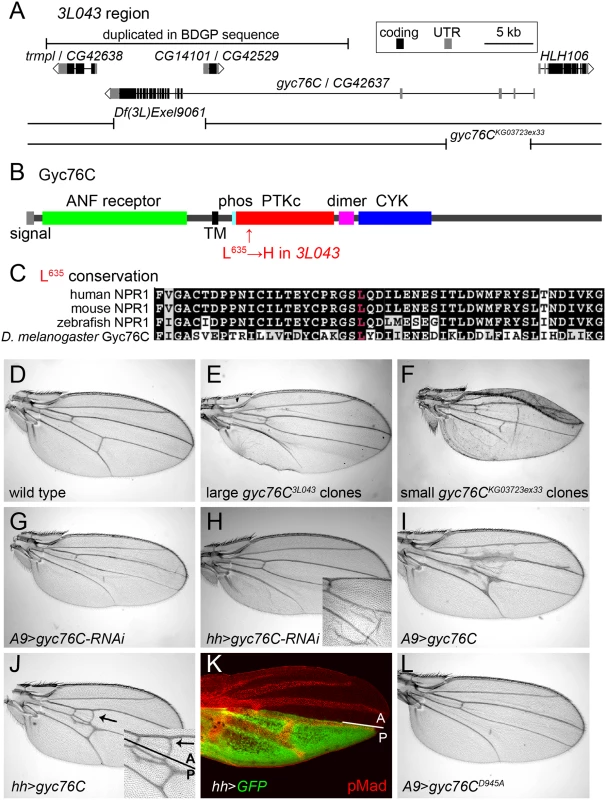 Mapping of <i>gyc76C</i><sup><i>3L043</i></sup> and characterization of <i>gyc76C</i> vein phenotypes.
