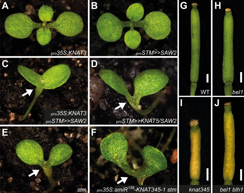 Genetic interactions between BELL and KNOX2 genes.