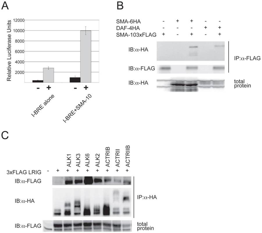 SMA-10 binds BMP receptors and enhances BMP signaling.