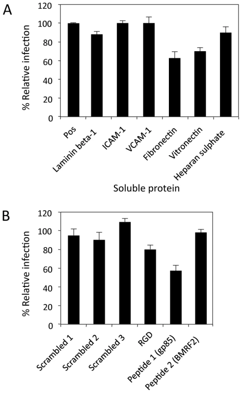 Inhibition of direct polarised epithelial cell infection.