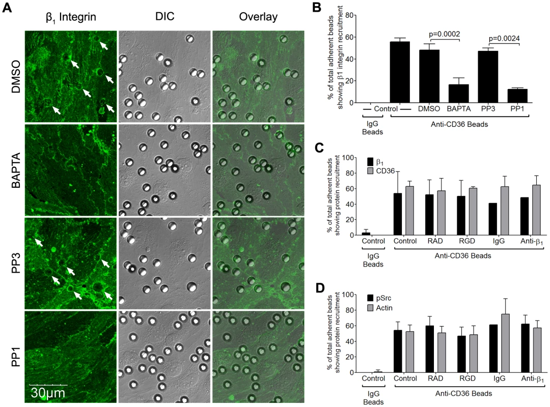 Inhibition of β<sub>1</sub> integrin recruitment by Src family kinase inhibitor and intracellular Ca<sup>2+</sup> chelator.