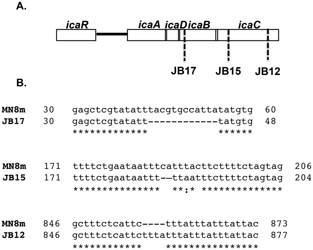 Schematic representation of the <i>ica</i> locus of MN8m and non-mucoid variants.
