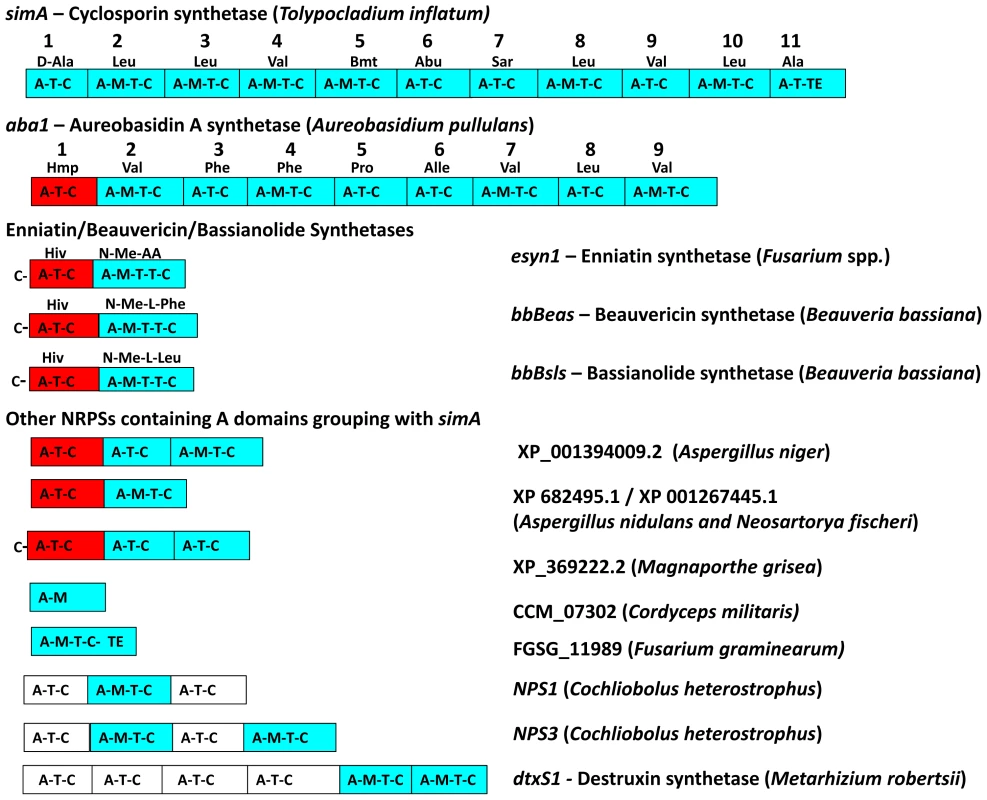 Modular domain structure and A-domain specificities of NRPSs grouping within the <i>simA</i> clade.