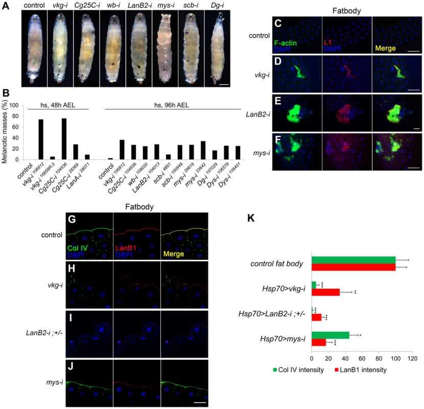 BM disruption induces melanotic mass formation.