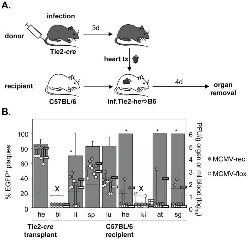 Dissemination of EC- and non-EC-derived MCMV from heart transplants to non-infected recipients via primary viremia.