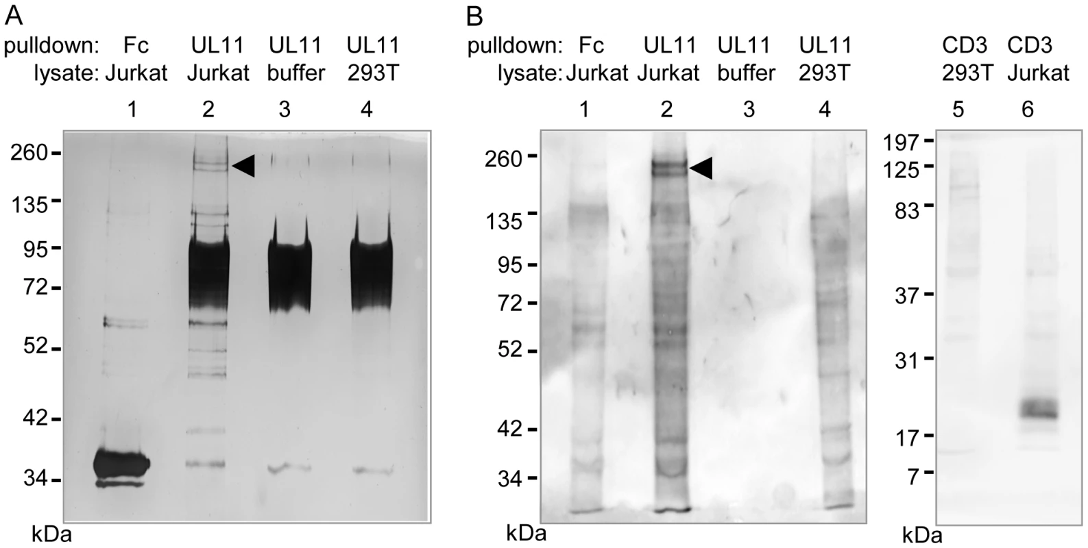pUL11 interacts with a T cell surface protein with an approximate mass of 200 kDa.