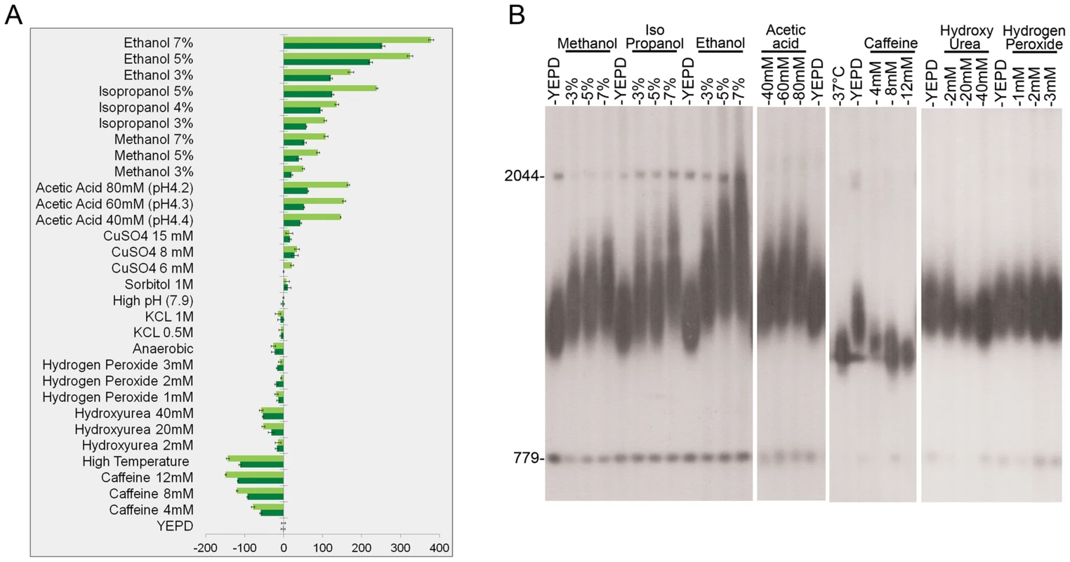 The effect of environmental stress on telomere length.