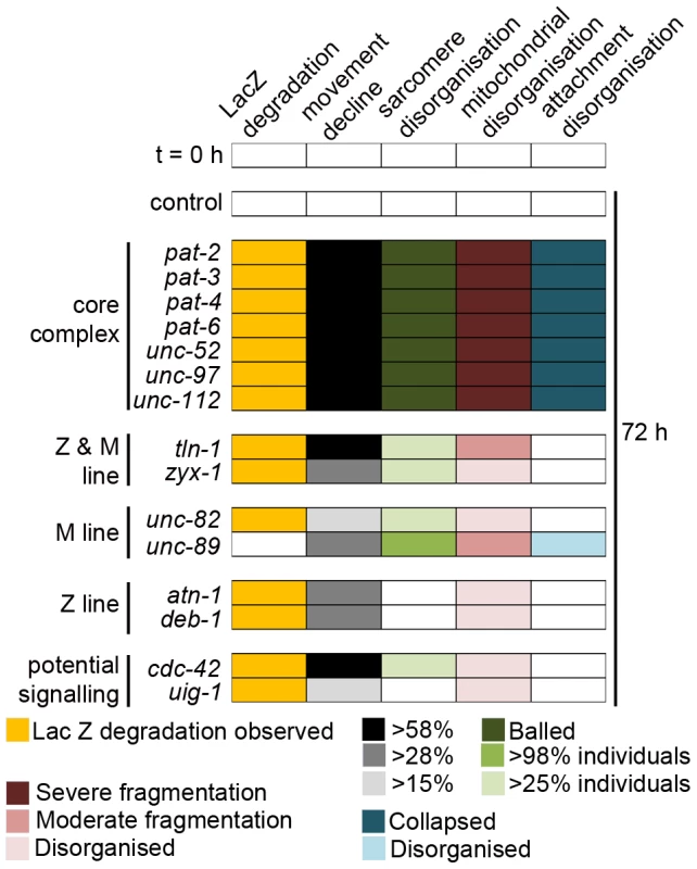 Acute loss of core integrin attachment complex members leads to collapse of attachments and multiple pathologies.