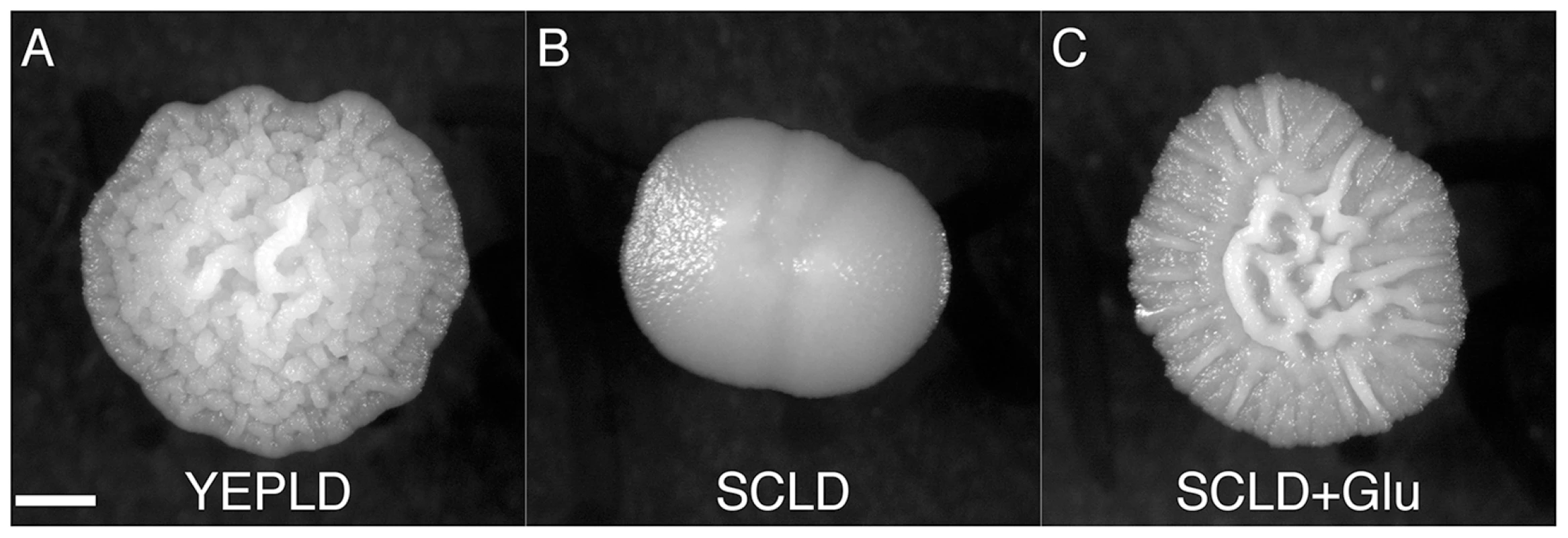 A rich nitrogen source is required for induction of the colony morphology response.