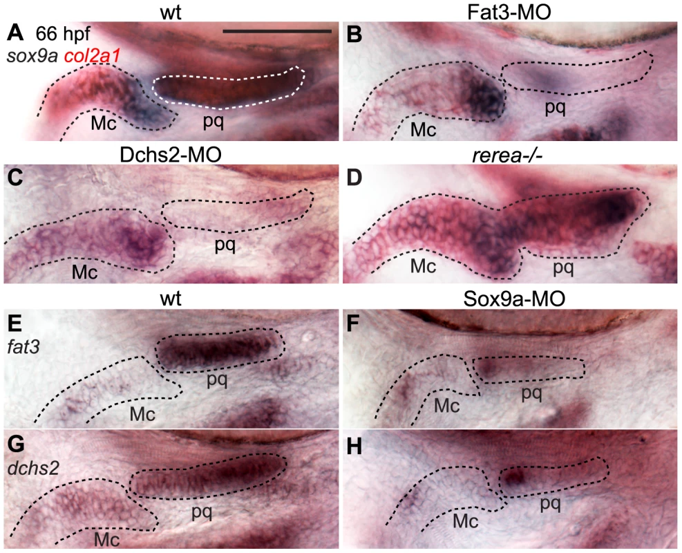 Regulatory feedback between Fat3, Dchs2, REREa and Sox9a.