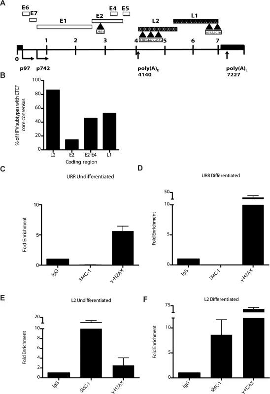 CTCF consensus motifs are found in HPV genomes.