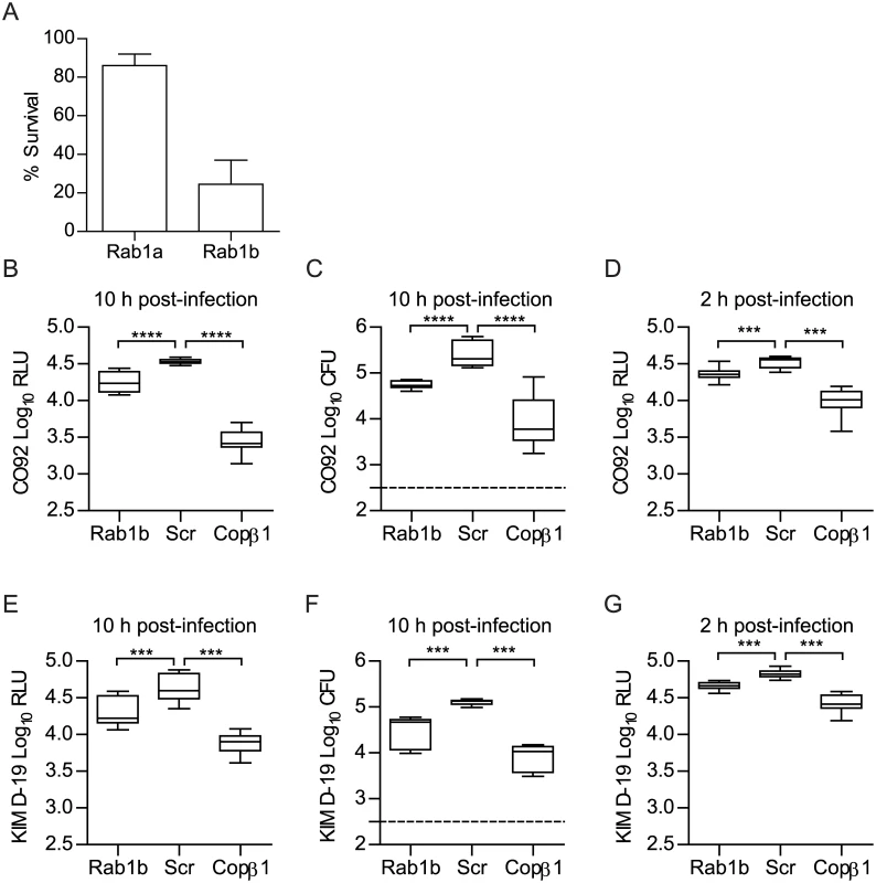 Rab1b knockdown inhibits the survival of <i>Y</i>. <i>pestis</i> within macrophages.