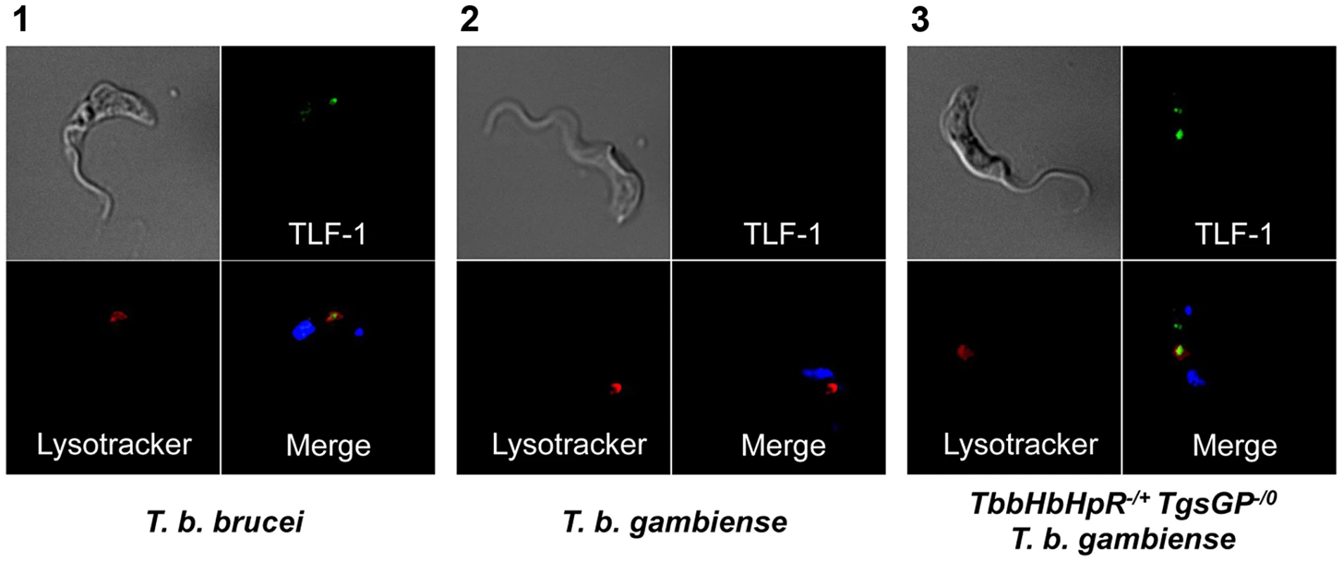 Uptake of TLF-1 across strains.