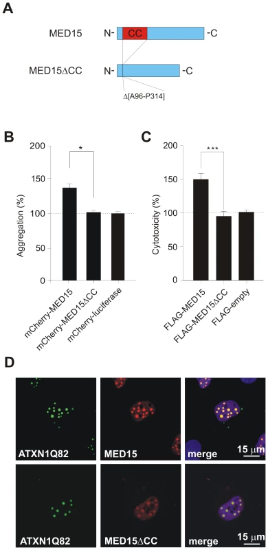 Effects of MED15ΔCC on mutant ATXN1 aggregation and cytotoxicity in cell-based assays.