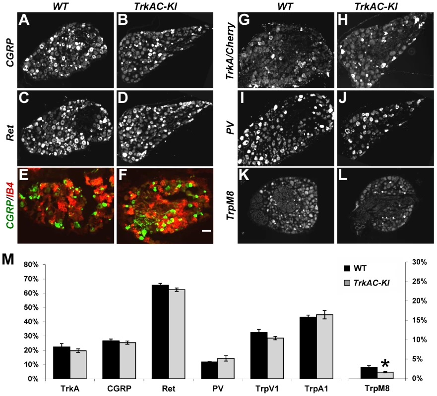 Postnatal maturation of nociceptive neurons is grossly normal in DRGs from adult <i>TrkAC-KI</i> mice.