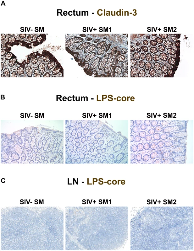 Absence of structural epithelial damage and microbial translocation in non-pathogenic infection of SMs.