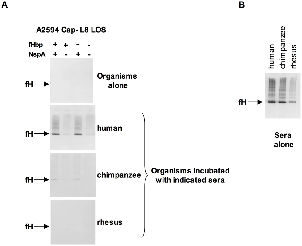 Meningococcal NspA binds selectively to human fH.