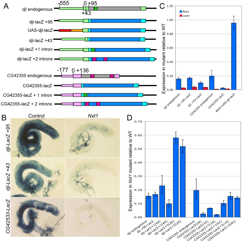 <i>Nxt1</i> is required for full expression of tMAC dependent reporter constructs.