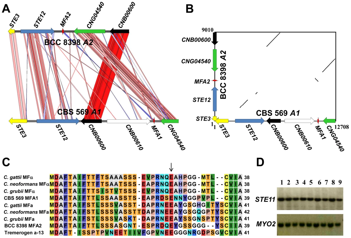 Analysis of the pheromone/receptor region of <i>C. heveanensis</i> isolates.