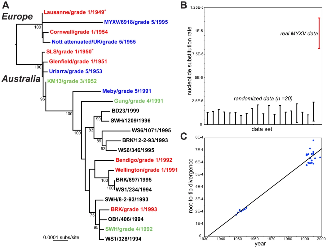Evolutionary history of MYXV.