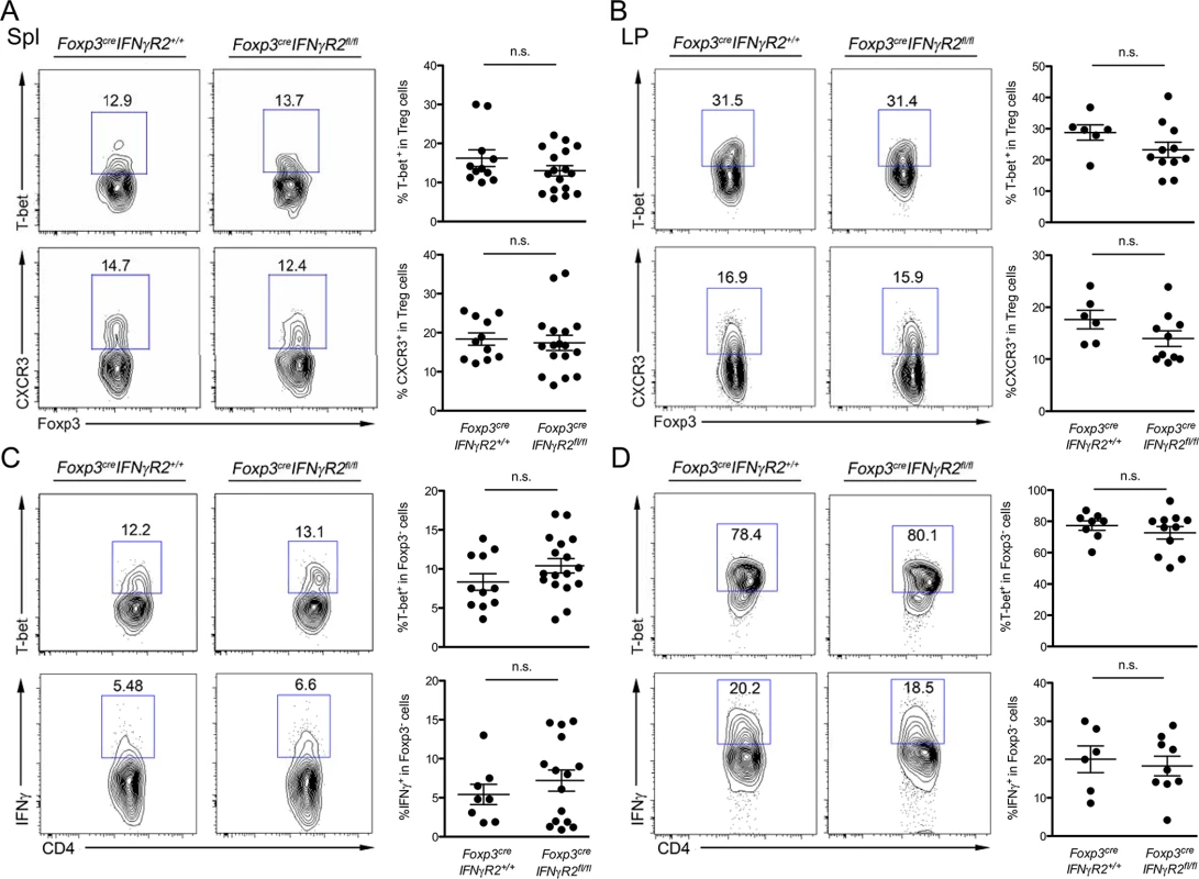 Minimal role of Treg cell-intrinsic IFNγ signaling in promoting T-bet<sup>+</sup>CXCR3<sup>+</sup> Treg cells.
