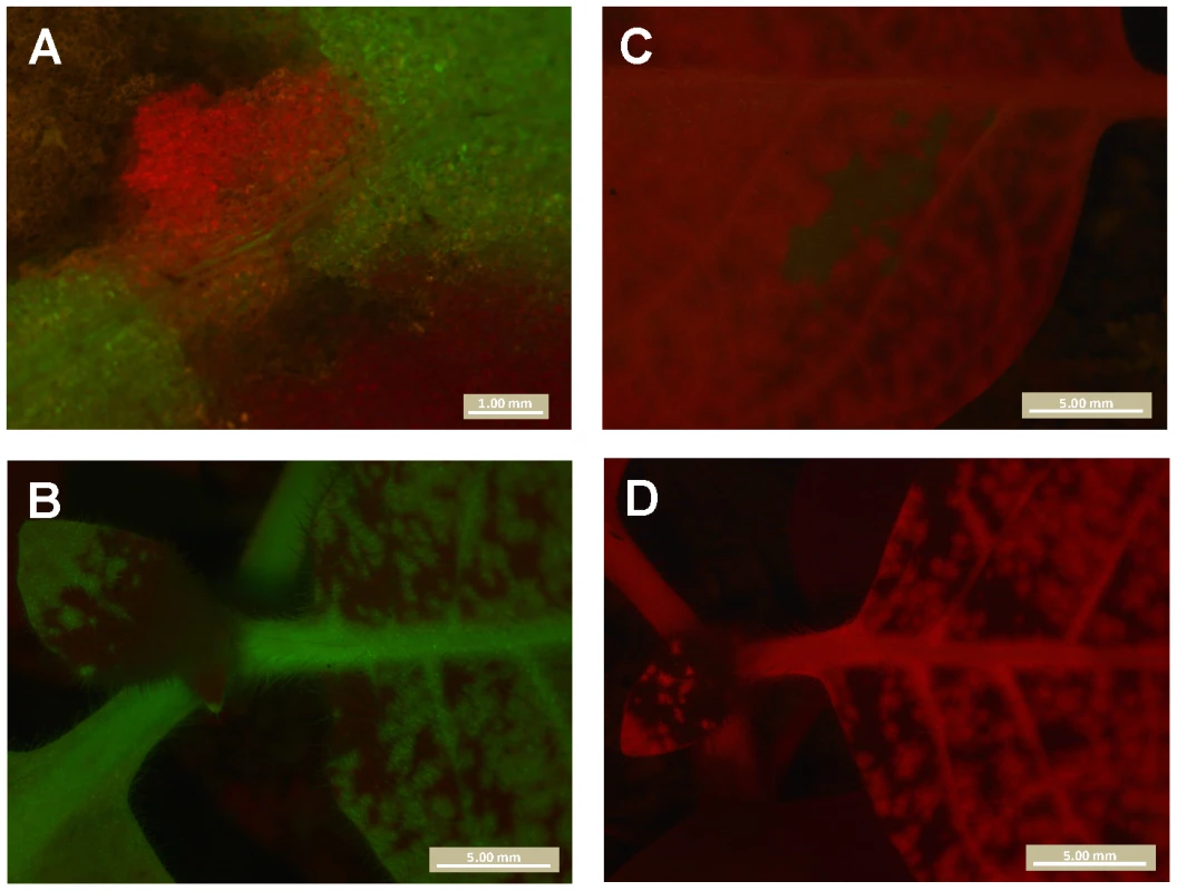 A mechanism of dependence between virions during infection of <i>N. tabacum</i>.