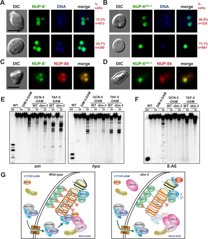 Abnormal localization of NUP-6<sup><i>dim-3</i></sup> and increased euchromatic localization of SAGA.