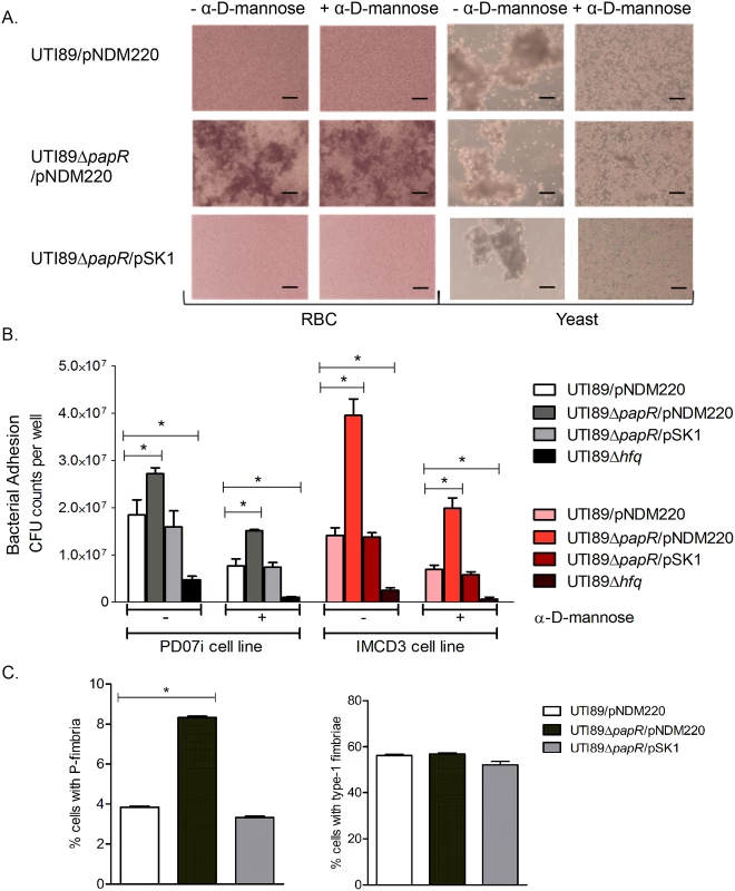Characterization of PapR function.