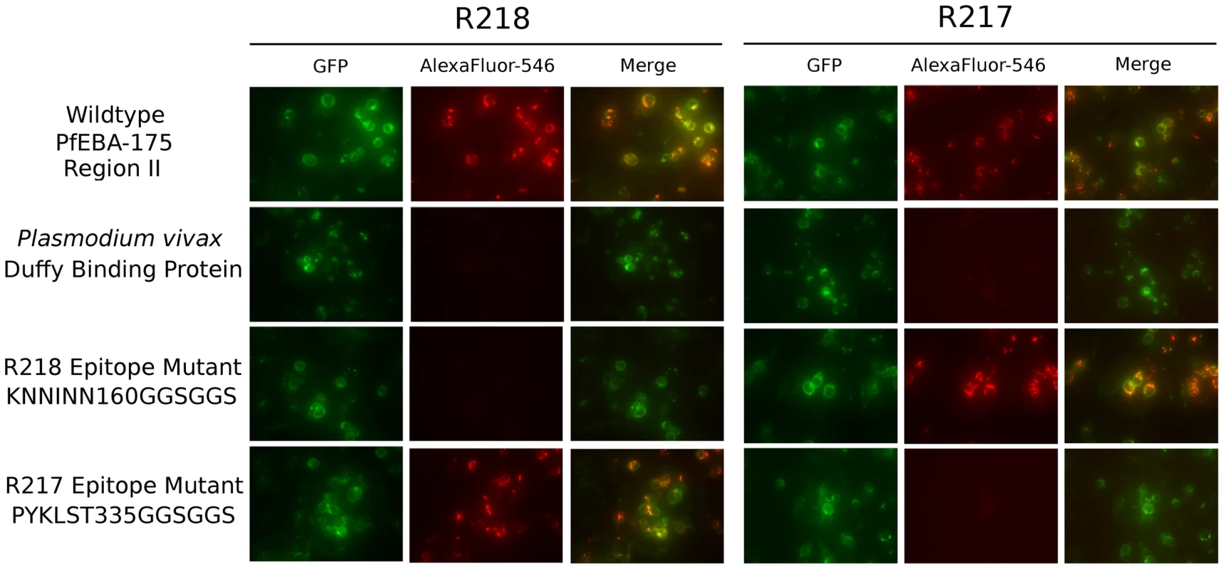 Antibody epitope identification by immunofluorescence assay.