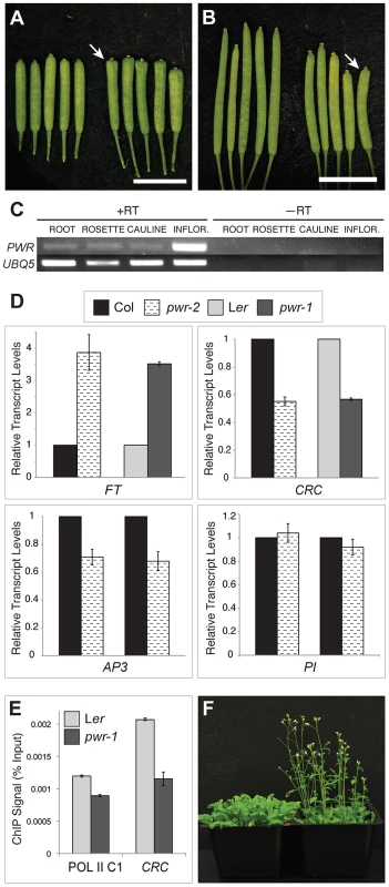 Phenotypes of <i>pwr-1</i> and <i>pwr-2</i> and transcript levels of genes involved in floral development.