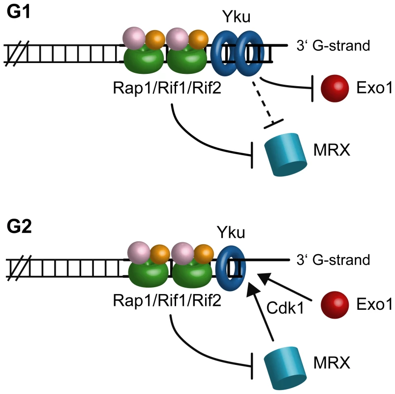 A working model for limiting DNA degradation at telomeres.