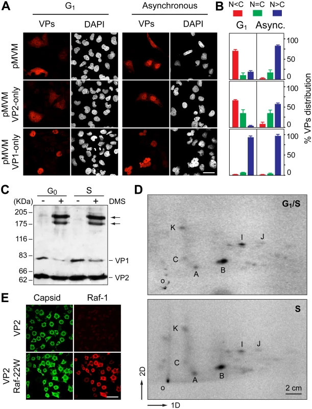 Signals and phosphorylations regulating the nuclear transport of MVM trimeric capsid assembly intermediates.