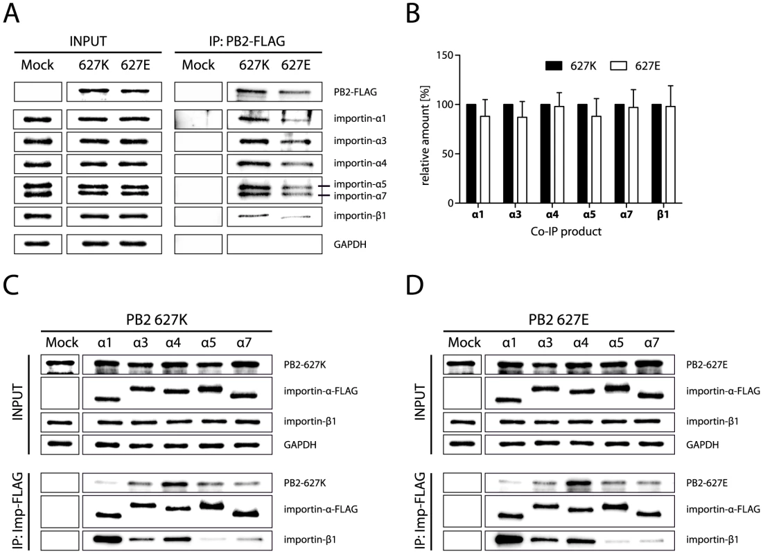 PB2 627K and PB2 627E monomers display similar importin-α binding affinities.