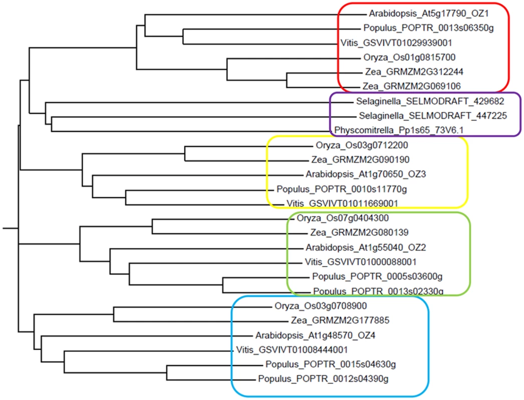 Phylogenetic tree of the OZ family.