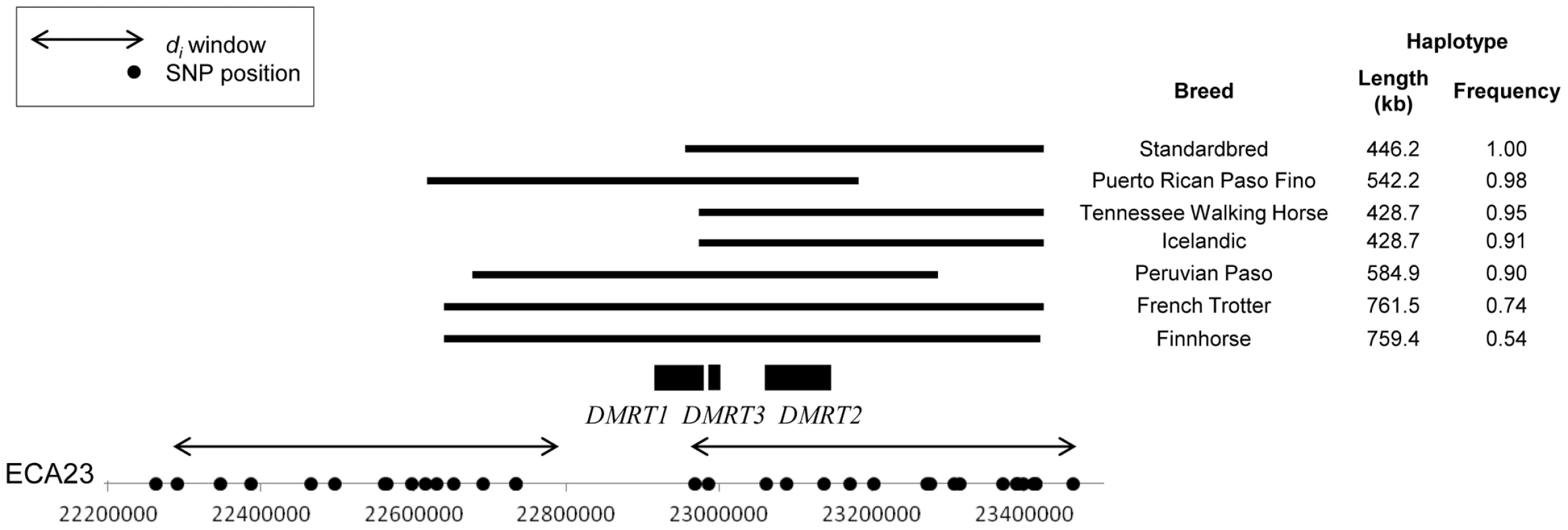 Frequency and location of extended haplotypes of gaited breeds on ECA23.