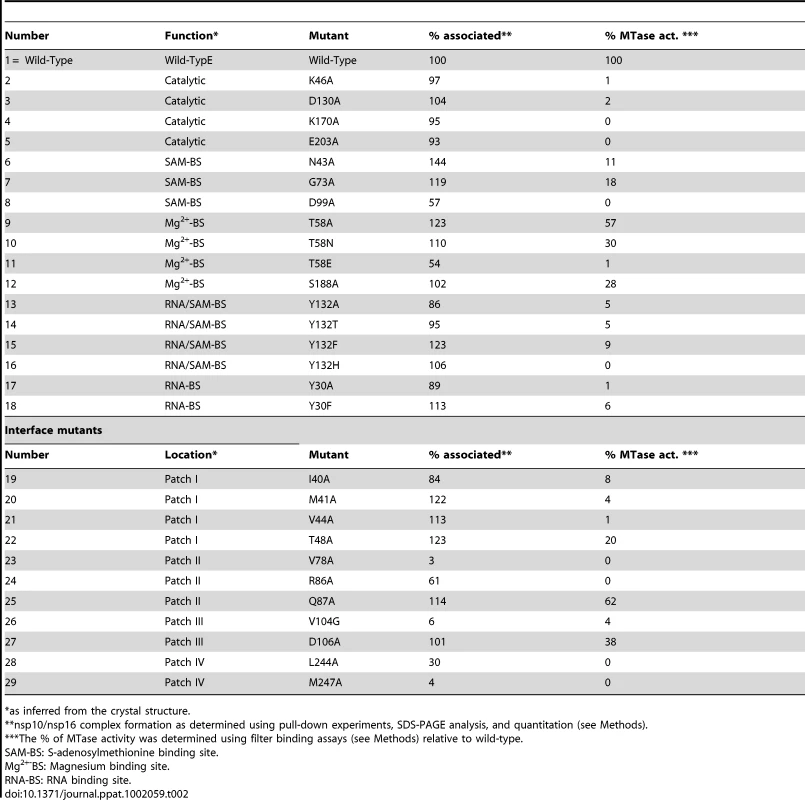 Mutational analysis, complex formation, and enzyme activity of the nsp10/nsp16 complex.