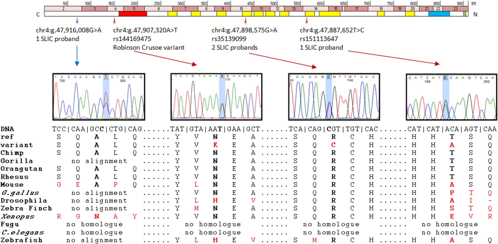Putative contributory coding variants identified in <i>NFXL1</i> by this study.