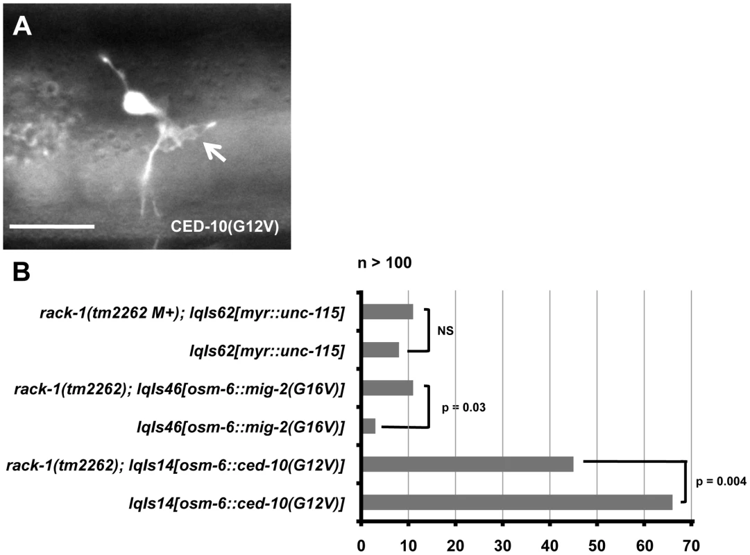 <i>rack-1(tm2262)</i> partially suppresses activated CED-10(G12V), but not MIG-2(G16V) or activated MYR::UNC-115.
