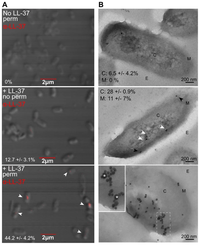 Sub-inhibitory concentrations of LL-37 enter the bacterial cytosol and interact with DNA.