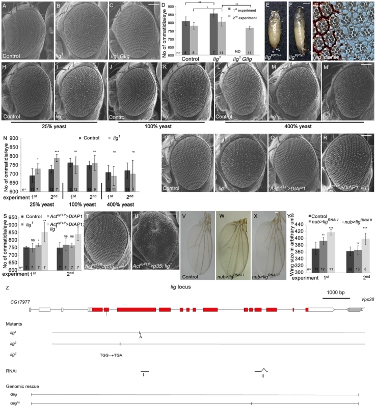 Lig regulates organ size during development.