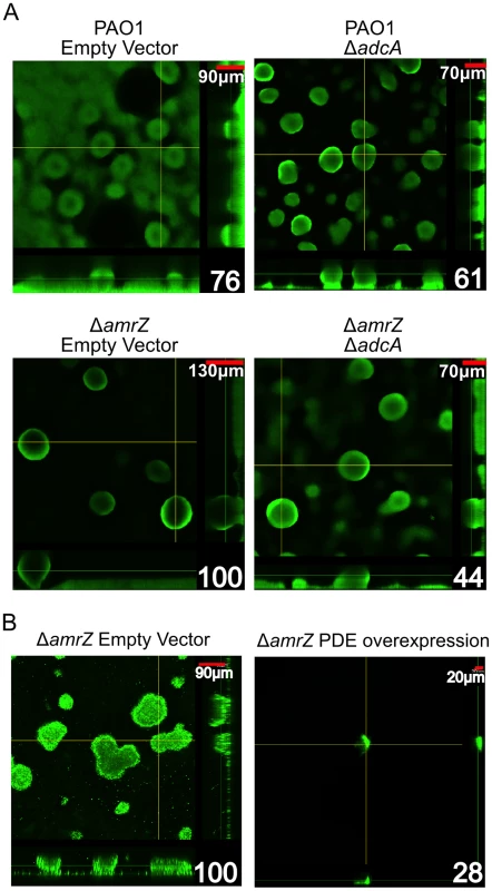 The Δ<i>amrZ</i> mutant strain hyper biofilm phenotype is <i>adcA</i> dependent.